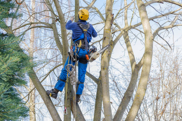 Best Tree Cabling and Bracing  in Lyndon, KS