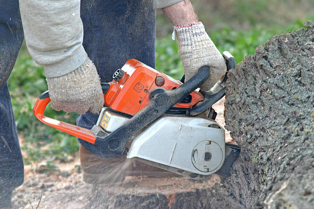 Best Tree Maintenance Programs  in Lyndon, KS